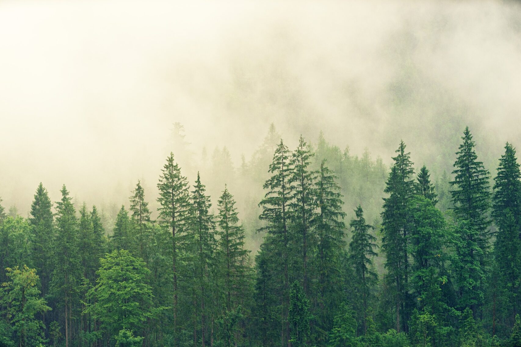 Travailler le bois et être éco-responsable