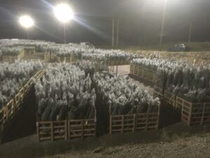 Caisse bois pour Sapins de Nöel