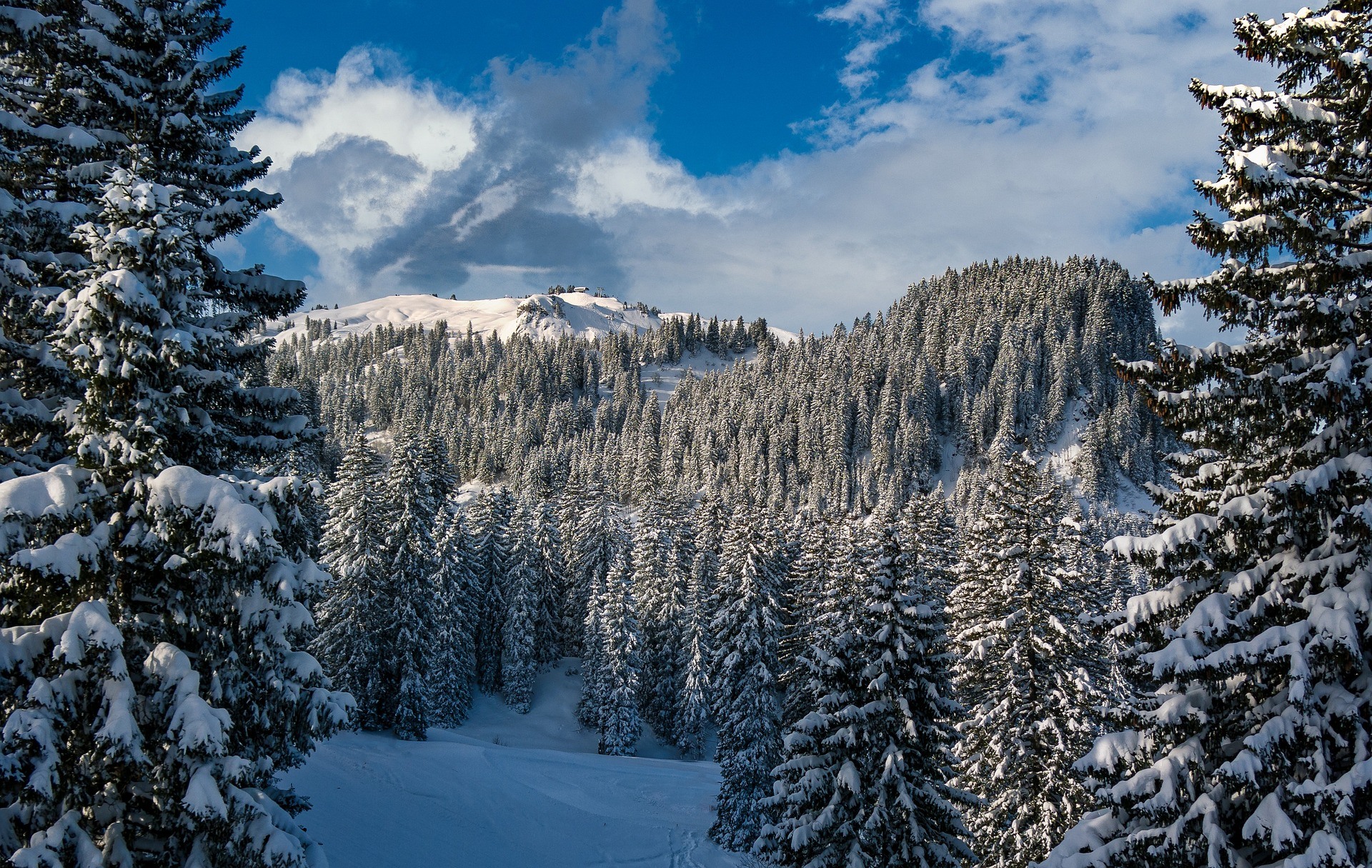 Sapins de Noel neige