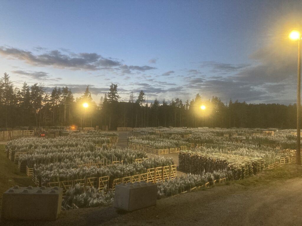 Caisse bois pour Sapins de Nöel